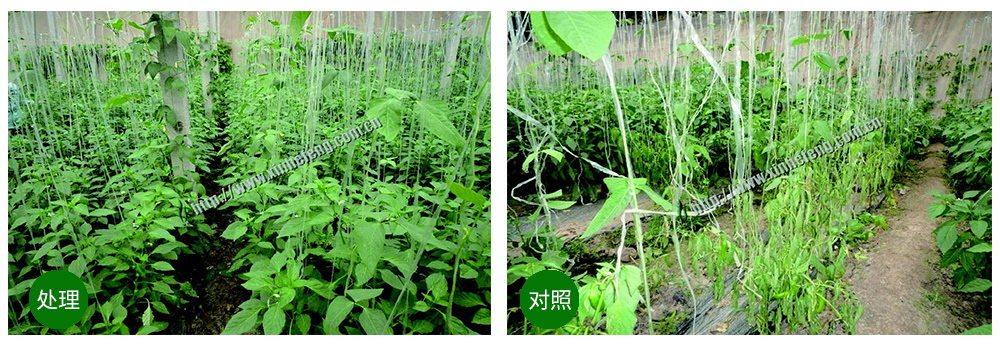 領(lǐng)先生物創(chuàng)新型生防菌劑熒保素應(yīng)用案例 領(lǐng)先生物創(chuàng)新型生防菌劑熒保素應(yīng)用案例